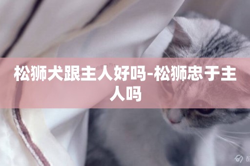 松獅犬跟主人好嗎-松獅忠于主人嗎