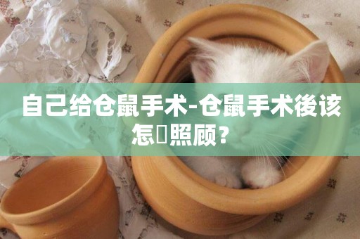 自己給倉鼠手術-倉鼠手術後該怎麼照顧？