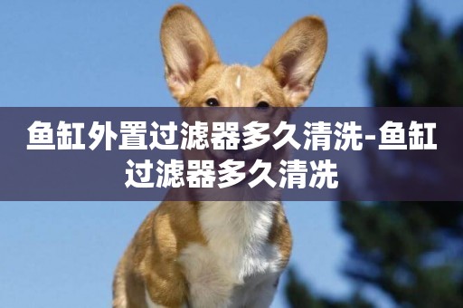 魚缸外置過濾器多久清洗-魚缸過濾器多久清冼