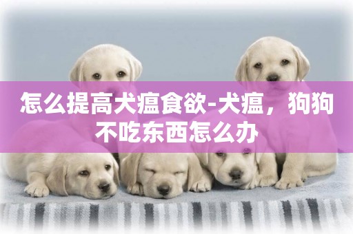 怎么提高犬瘟食欲-犬瘟，狗狗不吃東西怎么辦