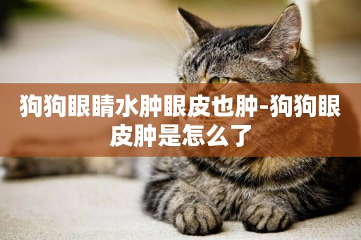 狗狗眼睛水腫眼皮也腫-狗狗眼皮腫是怎么了