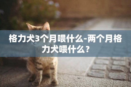 格力犬3個月喂什么-兩個月格力犬喂什么？