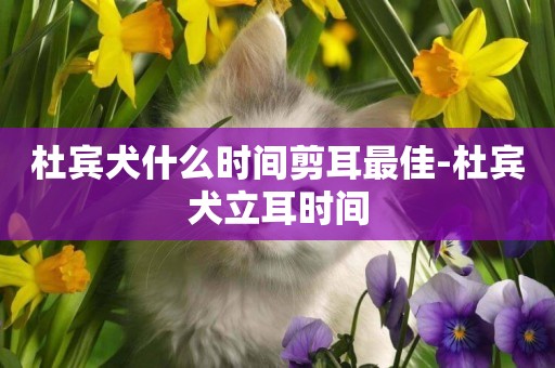 杜賓犬什么時間剪耳最佳-杜賓犬立耳時間