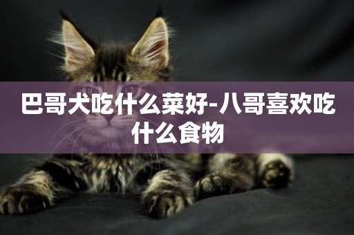 巴哥犬吃什么菜好-八哥喜歡吃什么食物