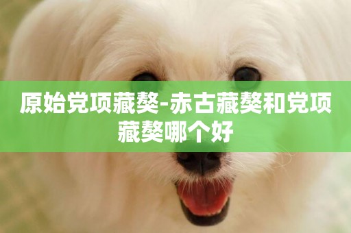 原始黨項藏獒-赤古藏獒和黨項藏獒哪個好
