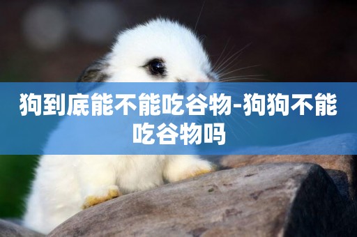 狗到底能不能吃谷物-狗狗不能吃谷物嗎