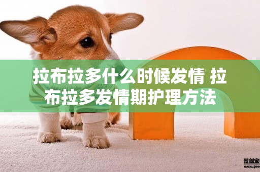 拉布拉多什么時候發情 拉布拉多發情期護理方法