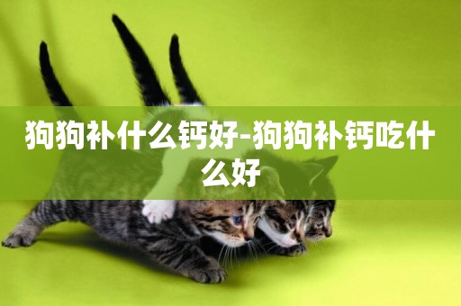 狗狗補什么鈣好-狗狗補鈣吃什么好