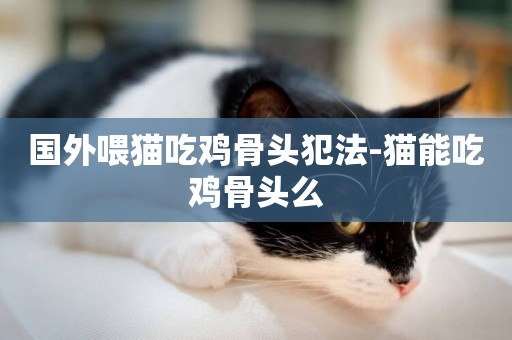 國外喂貓吃雞骨頭犯法-貓能吃雞骨頭么
