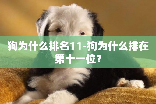 狗為什么排名11-狗為什么排在第十一位？