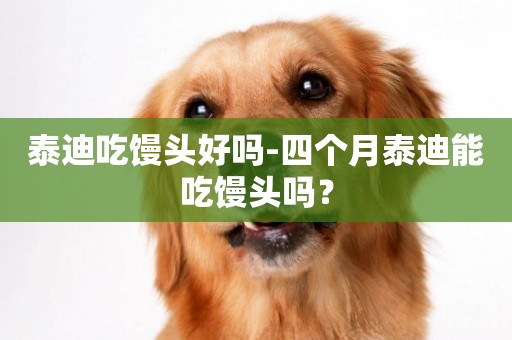 泰迪吃饅頭好嗎-四個月泰迪能吃饅頭嗎？