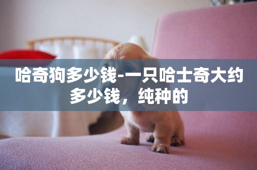 哈奇狗多少錢-一只哈士奇大約多少錢，純種的