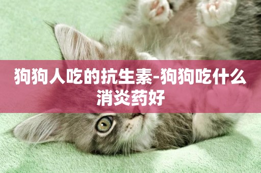 狗狗人吃的抗生素-狗狗吃什么消炎藥好