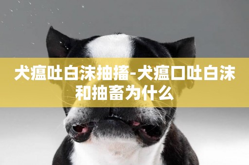 犬瘟吐白沫抽搐-犬瘟口吐白沫和抽畜為什么