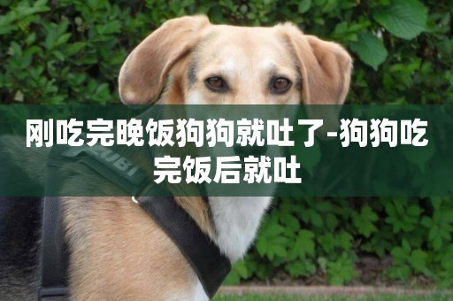 剛吃完晚飯狗狗就吐了-狗狗吃完飯后就吐