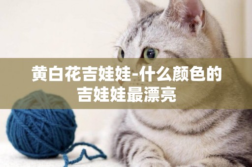 黃白花吉娃娃-什么顏色的吉娃娃最漂亮