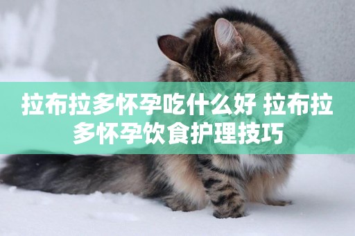 拉布拉多懷孕吃什么好 拉布拉多懷孕飲食護理技巧