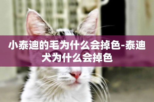 小泰迪的毛為什么會掉色-泰迪犬為什么會掉色