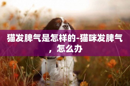 貓發脾氣是怎樣的-貓咪發脾氣，怎么辦