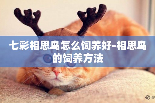 七彩相思鳥怎么飼養好-相思鳥的飼養方法