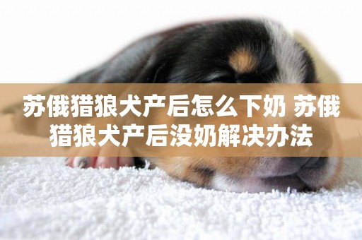 蘇俄獵狼犬產后怎么下奶 蘇俄獵狼犬產后沒奶解決辦法