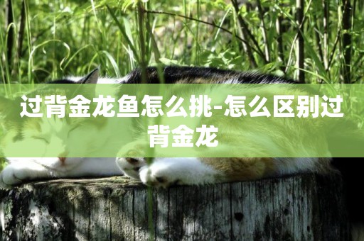 過背金龍魚怎么挑-怎么區別過背金龍