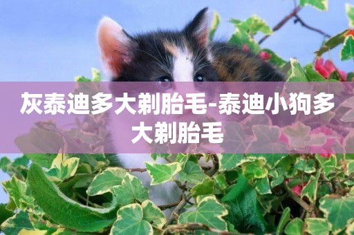灰泰迪多大剃胎毛-泰迪小狗多大剃胎毛