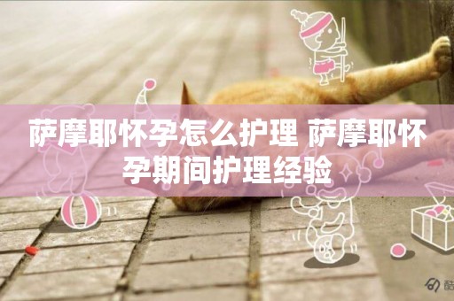 薩摩耶懷孕怎么護理 薩摩耶懷孕期間護理經驗
