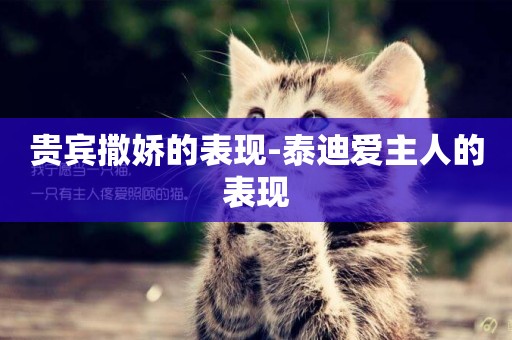 貴賓撒嬌的表現-泰迪愛主人的表現