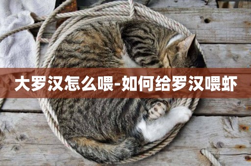 大羅漢怎么喂-如何給羅漢喂蝦