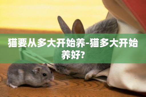 貓要從多大開始養-貓多大開始養好?