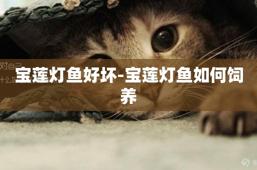 寶蓮燈魚好壞-寶蓮燈魚如何飼養