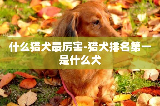 什么獵犬最厲害-獵犬排名第一是什么犬