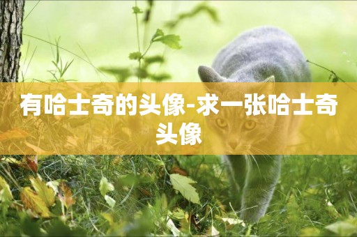 有哈士奇的頭像-求一張哈士奇頭像