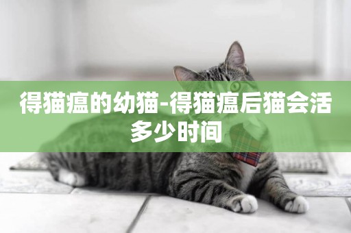 得貓瘟的幼貓-得貓瘟后貓會活多少時間