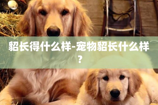貂長得什么樣-寵物貂長什么樣？