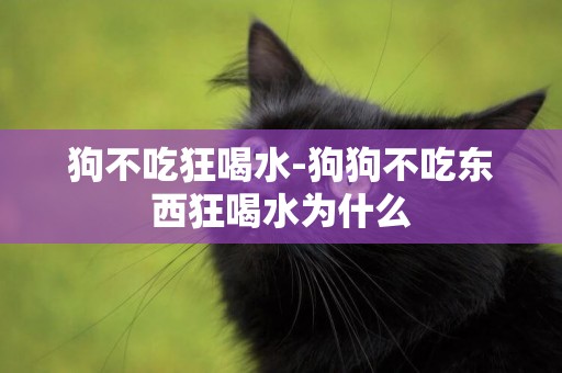 狗不吃狂喝水-狗狗不吃東西狂喝水為什么