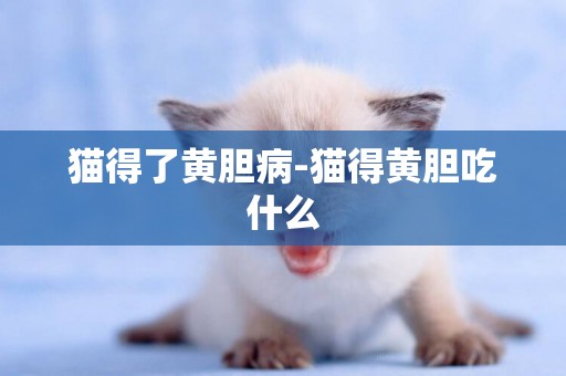 貓得了黃膽病-貓得黃膽吃什么
