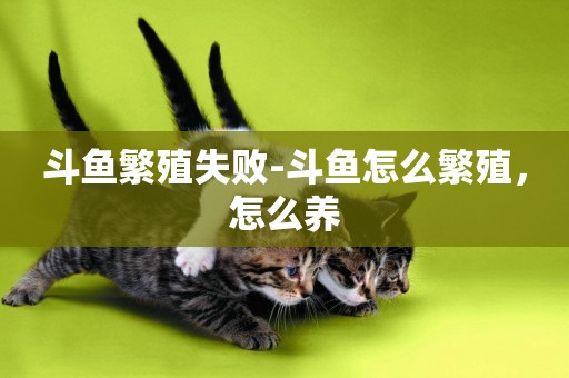 斗魚繁殖失敗-斗魚怎么繁殖，怎么養