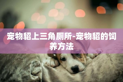 寵物貂上三角廁所-寵物貂的飼養方法