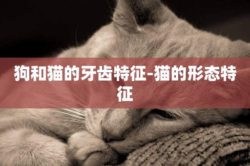 狗和貓的牙齒特征-貓的形態特征