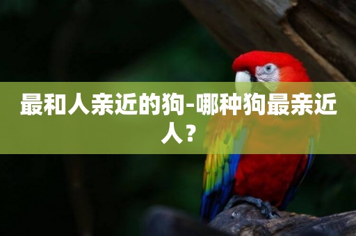 最和人親近的狗-哪種狗最親近人？