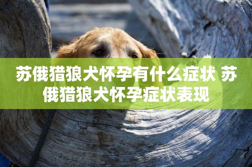 蘇俄獵狼犬懷孕有什么癥狀 蘇俄獵狼犬懷孕癥狀表現