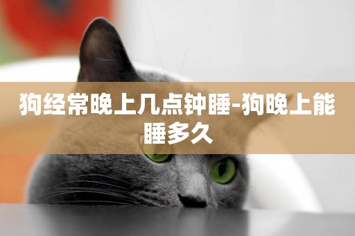 狗經常晚上幾點鐘睡-狗晚上能睡多久