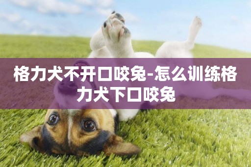 格力犬不開口咬兔-怎么訓練格力犬下口咬兔