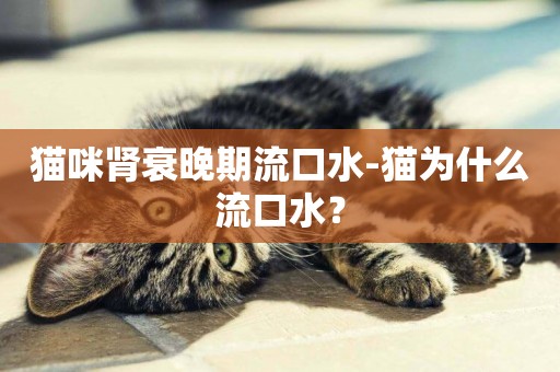 貓咪腎衰晚期流口水-貓為什么流口水？