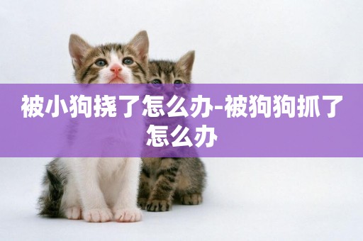 被小狗撓了怎么辦-被狗狗抓了怎么辦