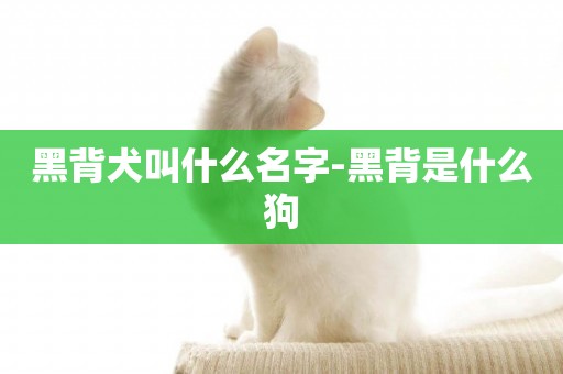 黑背犬叫什么名字-黑背是什么狗