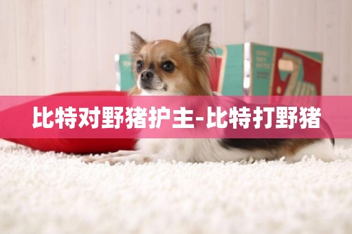 比特對野豬護主-比特打野豬