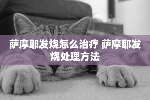 薩摩耶發燒怎么治療 薩摩耶發燒處理方法